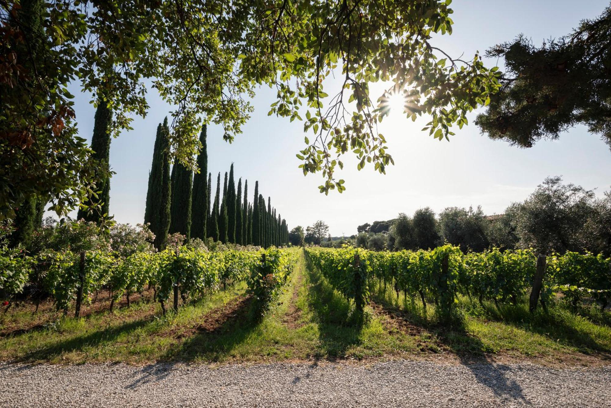 Agriturismo Tra Gli Ulivi, Chiappini Winery Bolgheri Exterior foto