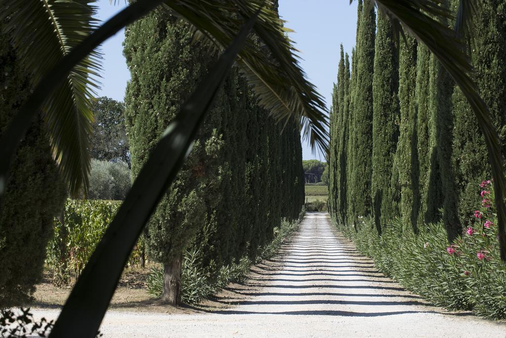 Agriturismo Tra Gli Ulivi, Chiappini Winery Bolgheri Exterior foto